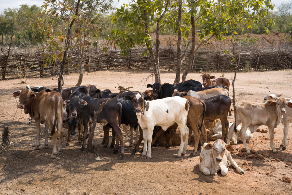 Vieh vor einem durch Dornzweige umzäunten Wasserreservoir